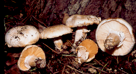 3 MOSCHETTIERI